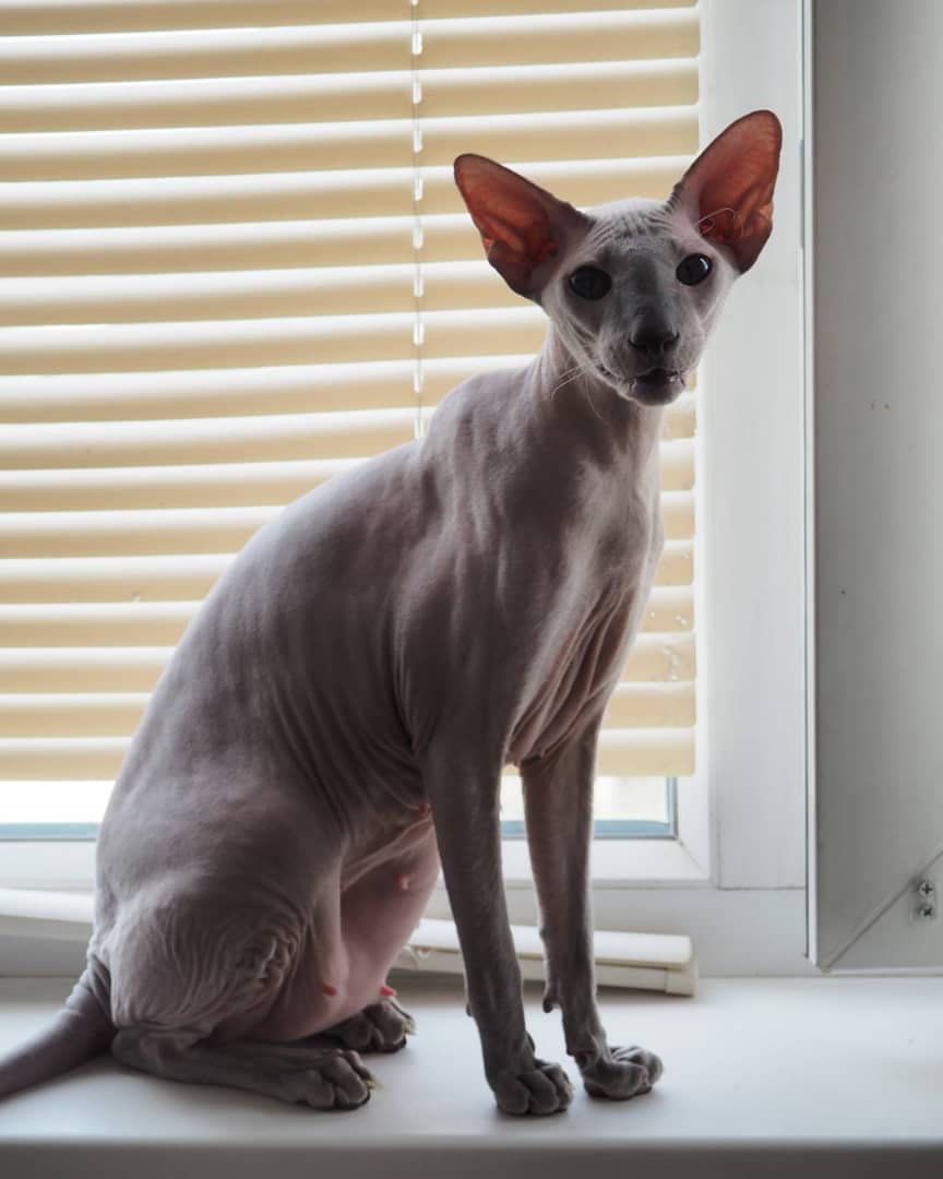 Black Hairless Cat For Adoption The W Guide